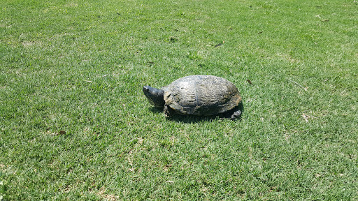 Public Golf Course «Lady Bird Johnson Golf Course», reviews and photos, 341 Golfers Loop, Fredericksburg, TX 78624, USA