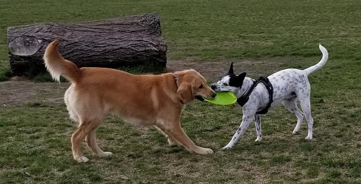 Animal Rescue League of Marshalltown