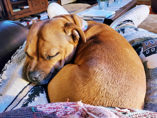 Dr. Robb's Protect The Pets image