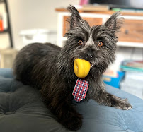 HBJ's Grooming - Photo 1 - Car repair in Grand Junction, CO, Grand Junction