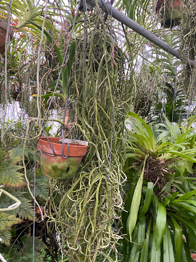 Florist «Floradise Orchids», reviews and photos, 19154 James Madison Hwy, Gordonsville, VA 22942, USA