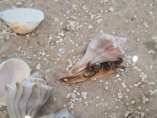 Aquarium «UGA Marine Education Center and Aquarium», reviews and photos, 30 Ocean Science Cir, Savannah, GA 31411, USA