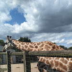 Photo n° 11 de l'avis de Stéphanie.O fait le 22/08/2021 à 17:03 pour Natur'Zoo De Mervent à Mervent