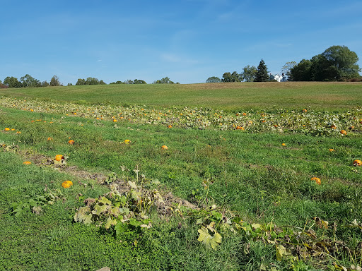Produce Market «Mt Olympus Berry Farm», reviews and photos, 23298 Jefferson Davis Hwy, Ruther Glen, VA 22546, USA
