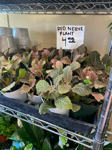 Florist «Plant Safari», reviews and photos, 653 N Central Ave, Upland, CA 91786, USA