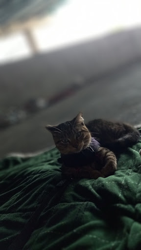 Zoo «Zoological Wildlife Foundation», reviews and photos, 16225 SW 172nd Ave, Miami, FL 33187, USA