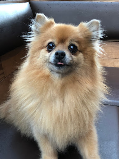 Pet Supply Store «Petco Animal Supplies», reviews and photos, 5961 Warner Ave, Huntington Beach, CA 92649, USA