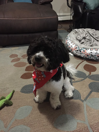 Pet Supply Store «Petco Animal Supplies», reviews and photos, 341 Gloucester Crossing Rd, Gloucester, MA 01930, USA