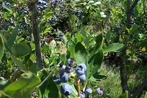 Gibson Farms U-Pick Blueberries image