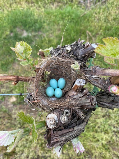 Vineyard «Nickle Creek Vineyard», reviews and photos, 12 King Rd, Foster, RI 02825, USA