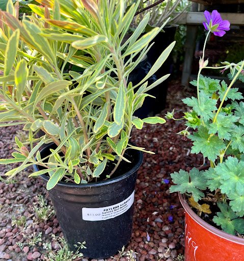 Hardware Store «Payless Hardware, Rockery and Nursery», reviews and photos, 2927 King Rd, San Jose, CA 95122, USA