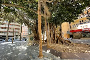 Ficus monumentales-Plaza San Francisco image