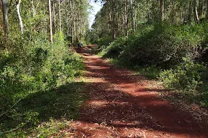 Kibiku Forest image