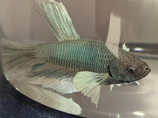 Pet Supply Store «Petco Animal Supplies», reviews and photos, 4915 E 41st St C, Tulsa, OK 74135, USA