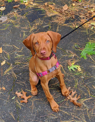 State Park «Blue Hills Reservation», reviews and photos, 695 Hillside St, Milton, MA 02186, USA