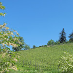 Photo n°4 de l'avis de Cecília.a fait le 16/05/2022 à 13:01 sur le  Il Laghetto Restaurant, Wine Bar La Morra à La Morra