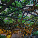 Photo n°7 de l'avis de Angelo.r fait le 15/05/2023 à 11:16 sur le  Ristorante Antica Trattoria Taparo à Torreglia