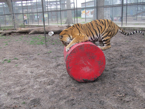 Wildlife Rescue Service «In-Sync Exotics», reviews and photos, 3430 Skyview Dr, Wylie, TX 75098, USA