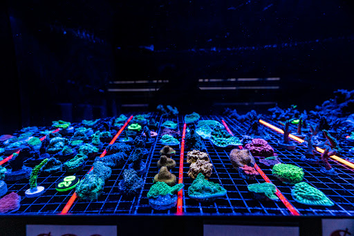 Aquarium «Aquatic Design & Development Group, LLC», reviews and photos, 1725 SW 17th St, Ocala, FL 34471, USA