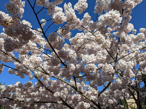 Park «Clyde Beach Park», reviews and photos, 2 92nd Ave NE, Bellevue, WA 98004, USA