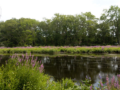 Charles River Wetlands Trail