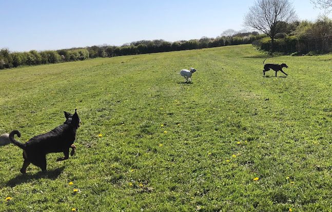 Ryecroft Meadow Dog Walking Field - Dog trainer