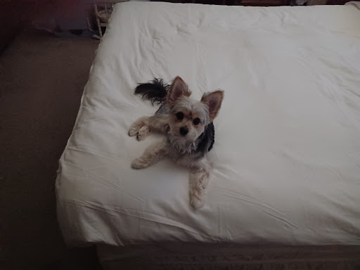 Pet Supply Store «PetSmart», reviews and photos, 1921 Gulf Fwy S, Dickinson, TX 77539, USA