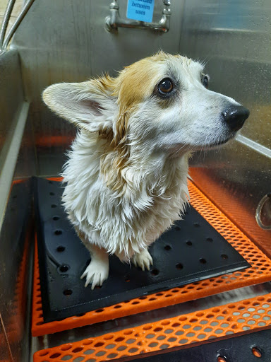 Pet Supply Store «Chow Hound Pet Supplies», reviews and photos, 5811 Byron Center Ave SW, Wyoming, MI 49519, USA