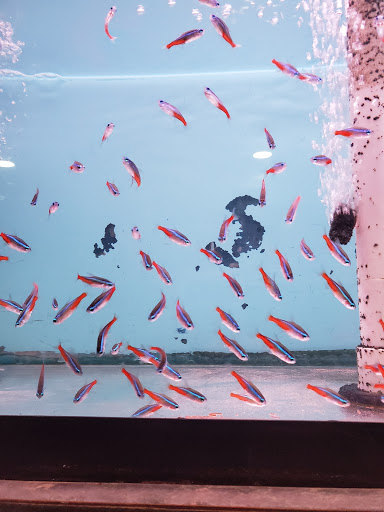 Aquarium «Tamco Aquarium», reviews and photos, 6310 Bay Pkwy, Brooklyn, NY 11204, USA