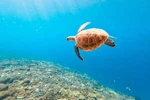 Turtle heaven image