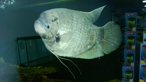 Pet Store «The Aquarium & Fish Store», reviews and photos, 710 W Lumsden Rd, Brandon, FL 33511, USA