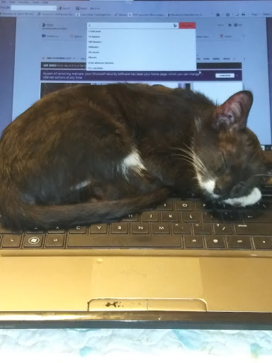 Pet Supply Store «Petco Animal Supplies», reviews and photos, 11147 Park Blvd N, Seminole, FL 33772, USA