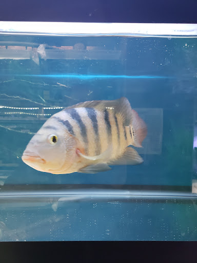 Pet Supply Store «Exotic Fish & Corals», reviews and photos, 374 New Haven Ave, Milford, CT 06460, USA