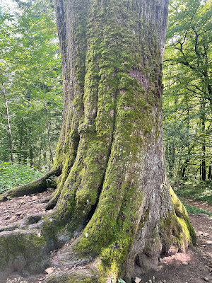 Chêne remarquable à Nans-Sous-Sainte-Anne