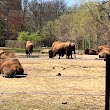 American Bison at Bronx Zoo