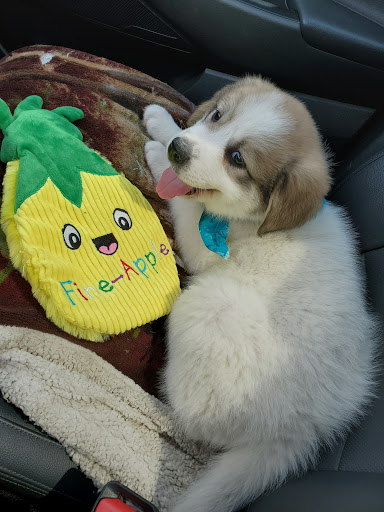 Pet Supply Store «PetSmart», reviews and photos, 11835 Retail Dr, Wake Forest, NC 27587, USA