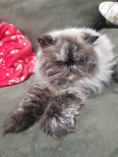 Pet Supply Store «Pet Supplies Plus», reviews and photos, 601 Portion Rd, Lake Ronkonkoma, NY 11779, USA