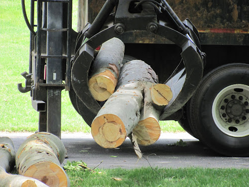  alt='We had a very large silver maple tree, with difficult access, removed from our property'