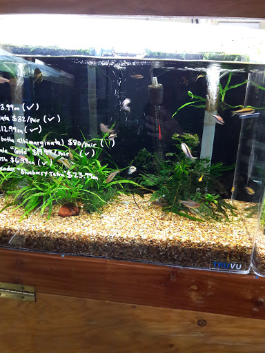 Tropical Fish Store «Aqua Forest Aquarium», reviews and photos, 1718 Fillmore St, San Francisco, CA 94115, USA