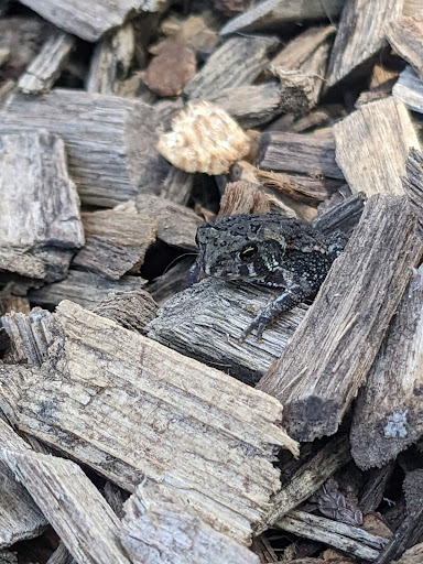 Zoo «Sibley Farm», reviews and photos, 900 Mound Avenue, Mankato, MN 56001, USA