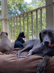 Ambassador Animal Hospital