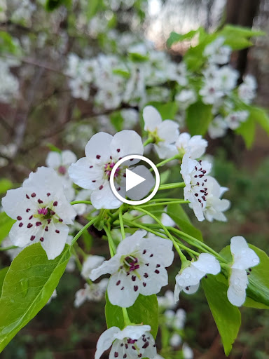 Park «Edgewood Park», reviews and photos, Edgewood Ave, New Haven, CT 06511, USA