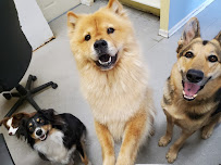 Pawsitive Pup School of Myrtle Beach - Photo 3 - Car repair in Myrtle Beach, SC, Myrtle Beach