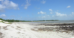Photo de Praia do Algodoal protégé par des falaises