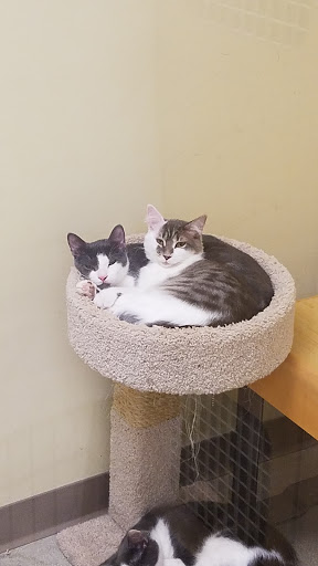 Pet Supply Store «Petco Animal Supplies», reviews and photos, 3551 W Hillsboro Blvd, Deerfield Beach, FL 33442, USA