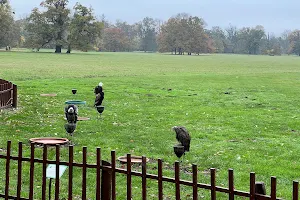 Zayferus - Exhibitions of birds of prey image