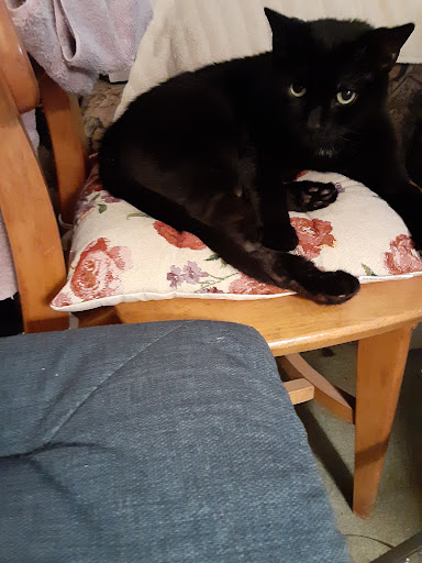 Pet Supply Store «Petco Animal Supplies», reviews and photos, 6416 Carlisle Pike #300, Mechanicsburg, PA 17050, USA