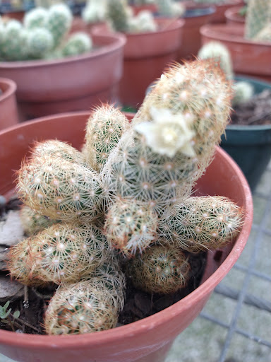 Landscape Designer «Santa Barbara Nursery», reviews and photos, 20425 SW 177th Ave, Miami, FL 33187, USA