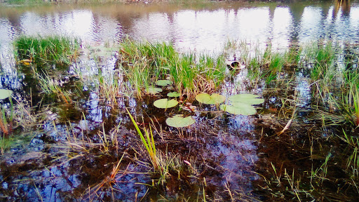 Park «Municipal (Langan) Park», reviews and photos, 4901 Zeigler Blvd, Mobile, AL 36608, USA