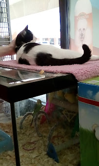 Wet Pets N Critters - Photo 6 - Car repair in Longview, TX, Longview